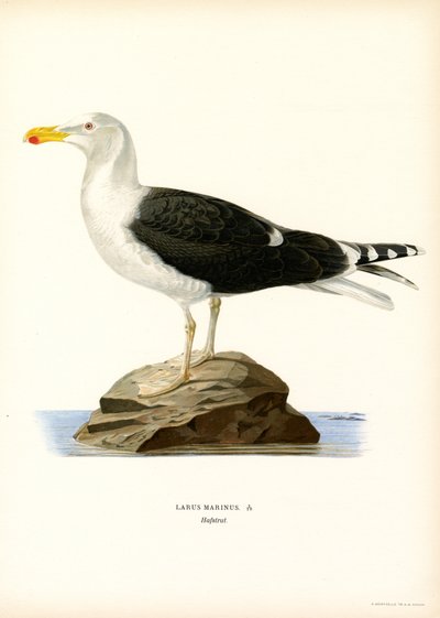 Grande gaivota de dorso preto (lito colorido) de Magnus Ferdinand and Wilhelm von Wright