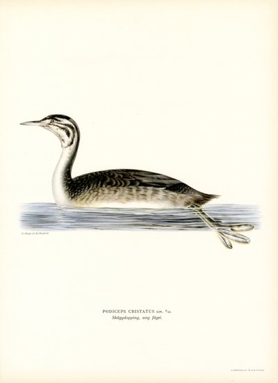 Great Crested Grebe (cor litho) de Magnus Ferdinand and Wilhelm von Wright