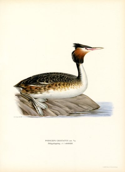 Great Crested Grebe (cor litho) de Magnus Ferdinand and Wilhelm von Wright