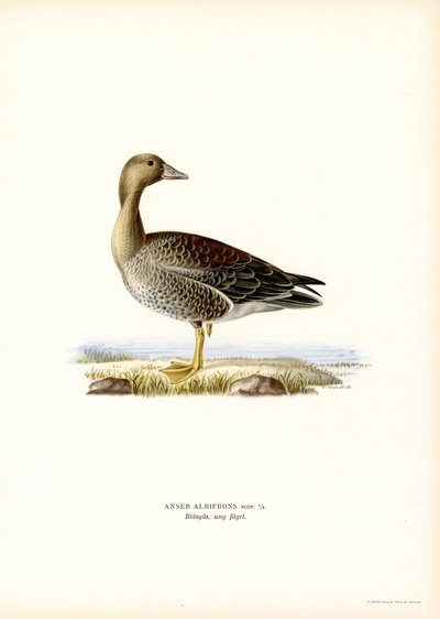 Ganso-de-testa-branca-grande (cor litho) de Magnus Ferdinand and Wilhelm von Wright