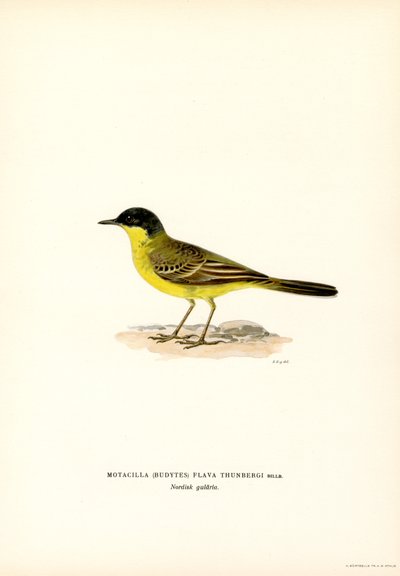 Alvéola-de-cabeça-cinzenta (lito a cores) de Magnus Ferdinand and Wilhelm von Wright