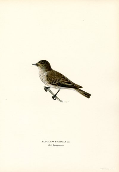 Papa-moscas cinza (lito colorido) de Magnus Ferdinand and Wilhelm von Wright