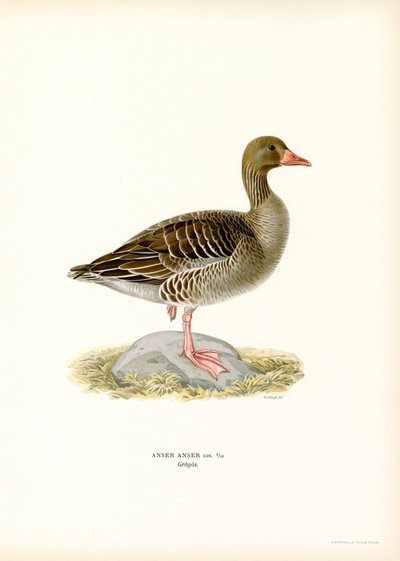 Grey Goose (lito colorido) de Magnus Ferdinand and Wilhelm von Wright