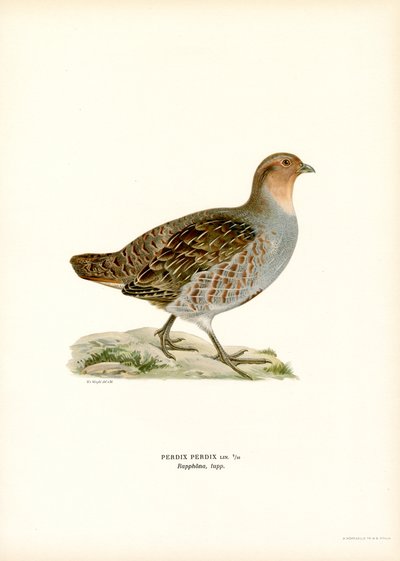 Perdiz cinzenta (cor litho) de Magnus Ferdinand and Wilhelm von Wright