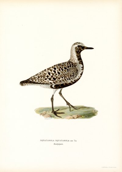 Tarambola cinza (lito colorido) de Magnus Ferdinand and Wilhelm von Wright