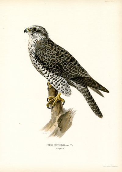 Gyrfalcon (lito colorido) de Magnus Ferdinand and Wilhelm von Wright