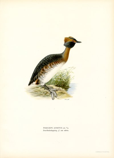 Trompa de Grebe (cor litho) de Magnus Ferdinand and Wilhelm von Wright