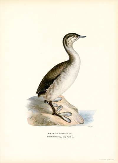 Trompa de Grebe (cor litho) de Magnus Ferdinand and Wilhelm von Wright