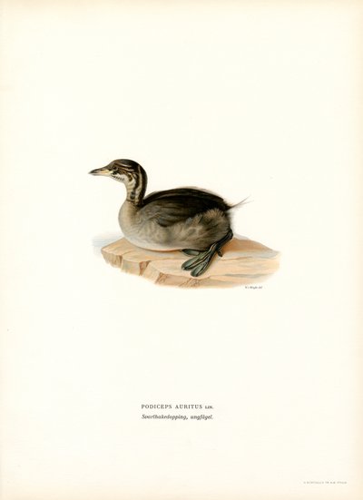 Grebe com chifres (lito colorido) de Magnus Ferdinand and Wilhelm von Wright