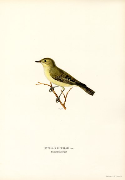 Toutinegra Icterina (lito colorido) de Magnus Ferdinand and Wilhelm von Wright
