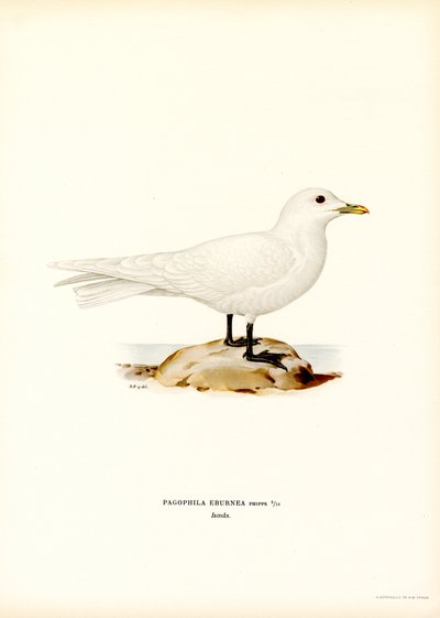 Gaivota de Marfim (lito a cores) de Magnus Ferdinand and Wilhelm von Wright
