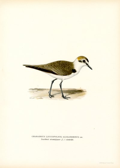 Kentish Plover (lito colorido) de Magnus Ferdinand and Wilhelm von Wright