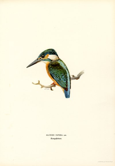 Martim-pescador (lito colorido) de Magnus Ferdinand and Wilhelm von Wright