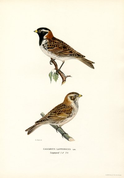 Lapónia Bunting (cor litho) de Magnus Ferdinand and Wilhelm von Wright