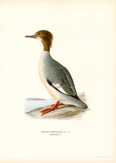 Grande Merganser (cor litho) de Magnus Ferdinand and Wilhelm von Wright