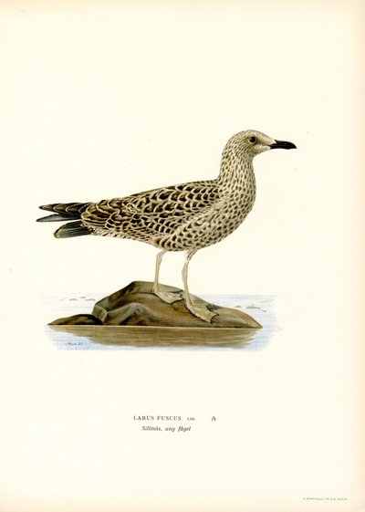 Gaivota de dorso preto menor (lito colorido) de Magnus Ferdinand and Wilhelm von Wright