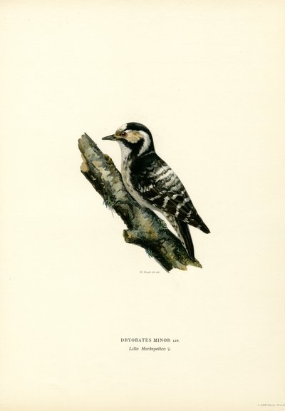 Pica-pau-picho-pequeno (cor litho) de Magnus Ferdinand and Wilhelm von Wright