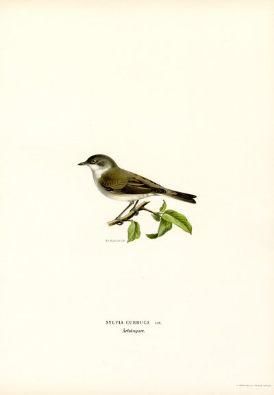 Garganta Branca mais pequena (cor litho) de Magnus Ferdinand and Wilhelm von Wright
