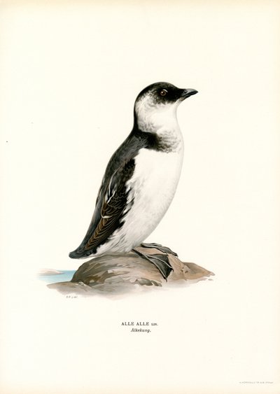 Pequeno Auk (cor litho) de Magnus Ferdinand and Wilhelm von Wright