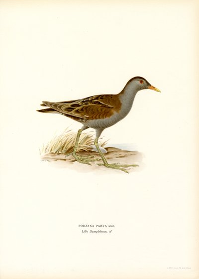 Little Crake (lito colorido) de Magnus Ferdinand and Wilhelm von Wright