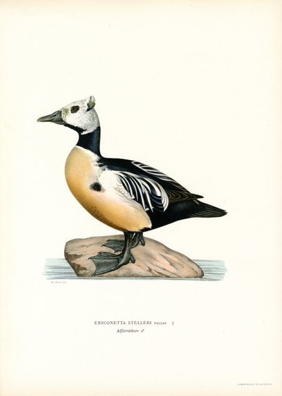 Pequeno Eider (cor litho) de Magnus Ferdinand and Wilhelm von Wright