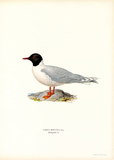 Pequena Gaivota (cor litho) de Magnus Ferdinand and Wilhelm von Wright