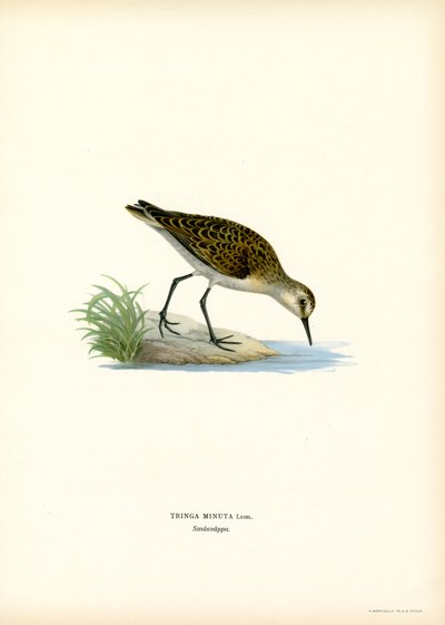 Little Stint (cor litho) de Magnus Ferdinand and Wilhelm von Wright