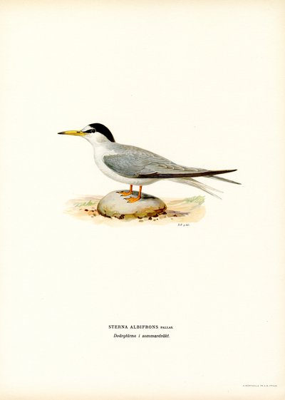 Little Tern (lito colorido) de Magnus Ferdinand and Wilhelm von Wright