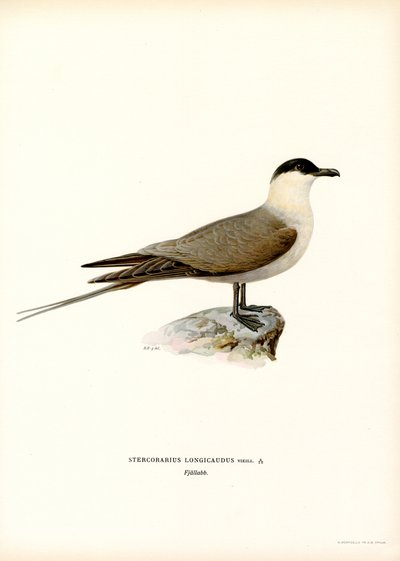 Jaeger de cauda longa (lito colorido) de Magnus Ferdinand and Wilhelm von Wright