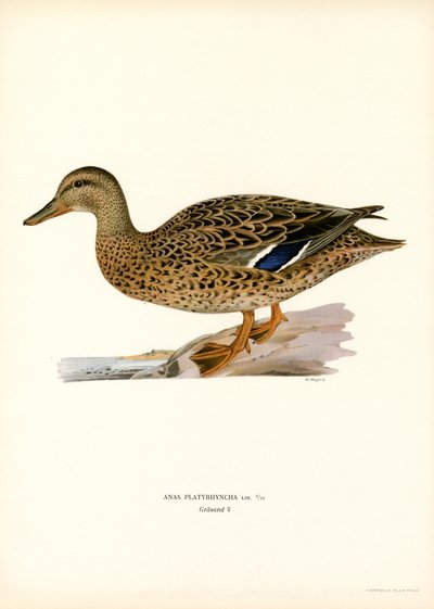 Mallard (cor litho) de Magnus Ferdinand and Wilhelm von Wright