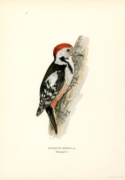 Pica-pau manchado médio (cor litho) de Magnus Ferdinand and Wilhelm von Wright