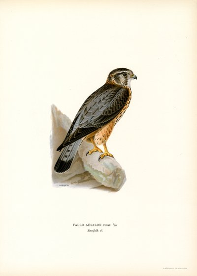 Merlin (cor litho) de Magnus Ferdinand and Wilhelm von Wright