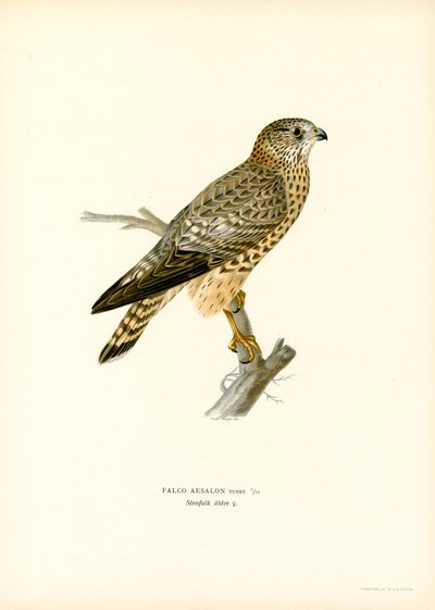 Merlin (lito colorido) de Magnus Ferdinand and Wilhelm von Wright