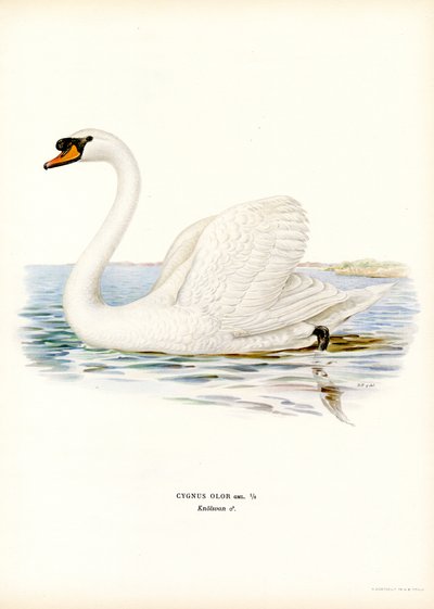 Cisne mudo (cor litho) de Magnus Ferdinand and Wilhelm von Wright