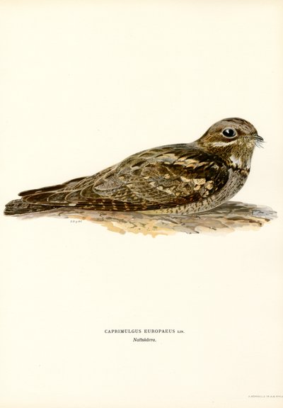 Nightjar (partes coloridas) de Magnus Ferdinand and Wilhelm von Wright