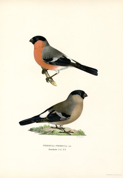 Touro da Eurásia do Norte (cor litho) de Magnus Ferdinand and Wilhelm von Wright