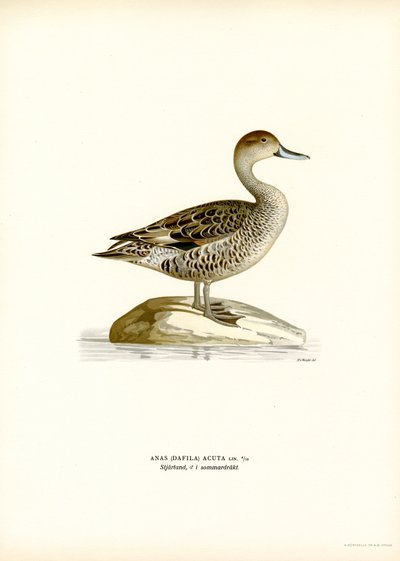 Pintail do Norte (lito colorido) de Magnus Ferdinand and Wilhelm von Wright