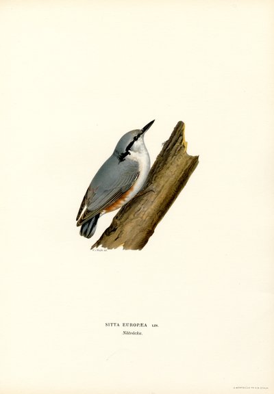 Nuthatch (membros da cor) de Magnus Ferdinand and Wilhelm von Wright