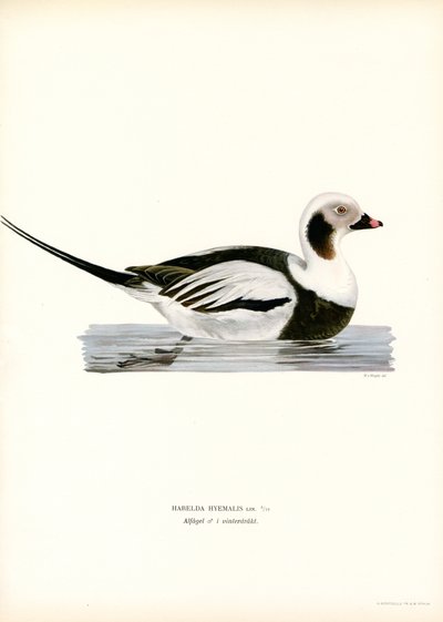 Pato Oldsquaw (lito colorido) de Magnus Ferdinand and Wilhelm von Wright