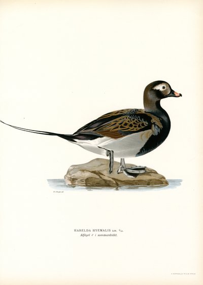 Oldsquaw Duck (cor litho) de Magnus Ferdinand and Wilhelm von Wright