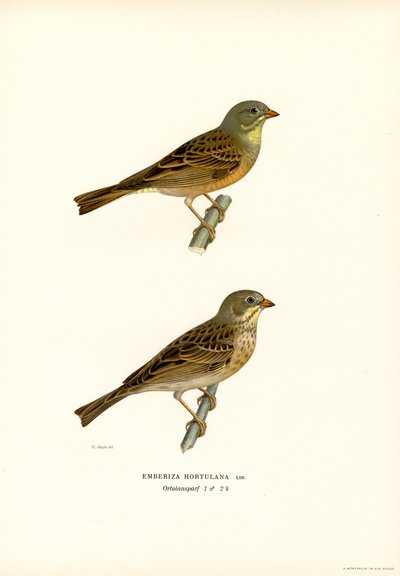 Ortolan Bunting (cor litho) de Magnus Ferdinand and Wilhelm von Wright