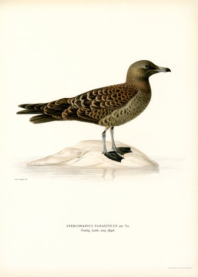 Jaeger parasita (cor litho) de Magnus Ferdinand and Wilhelm von Wright