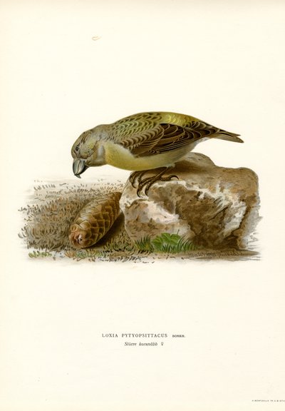 Crossbill de papagaio (cor litho) de Magnus Ferdinand and Wilhelm von Wright