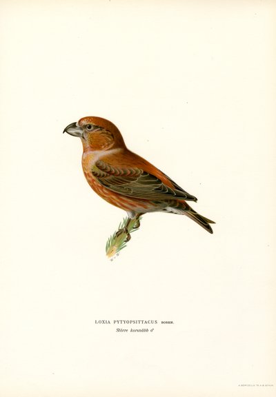 Crossbill de papagaio (cor litho) de Magnus Ferdinand and Wilhelm von Wright