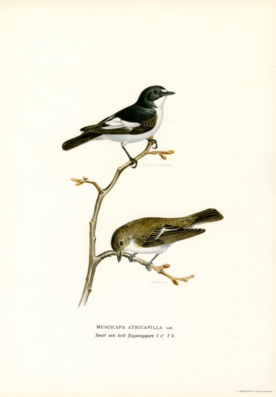 Pied Flycatcher (lito a cores) de Magnus Ferdinand and Wilhelm von Wright