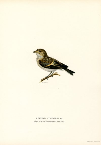 Pied Flycatcher (lito a cores) de Magnus Ferdinand and Wilhelm von Wright