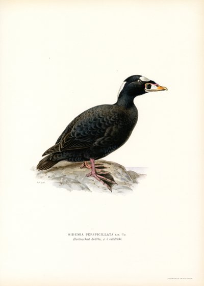 Scoter de bico vermelho (cor litho) de Magnus Ferdinand and Wilhelm von Wright