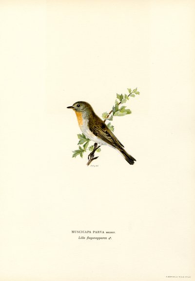 Papa-moscas-de-peito-vermelho (lito colorido) de Magnus Ferdinand and Wilhelm von Wright
