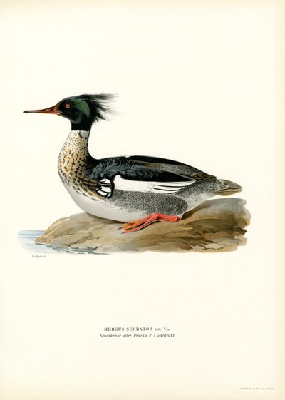 Merganser de peito vermelho (cor litho) de Magnus Ferdinand and Wilhelm von Wright