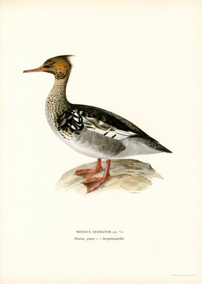 Merganser de peito vermelho (cor litho) de Magnus Ferdinand and Wilhelm von Wright